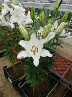 [4517 PO105 Sisto No01.JPG]